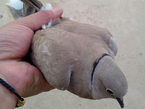 �ؼҹ����� �������桰���䡱(ͼ)
