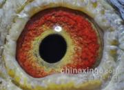 һվ700����������鳲(ͼ)