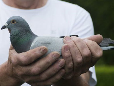 ����ʱ����³I��������������ŷ�