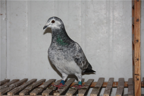 ר�ñ����������ھ������ֻ���(ͼ)