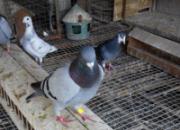 ����ǧ�������ڻ�����(ͼ)