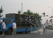 ���Իͱ��رȻ��ڶ��ؼ���鳲