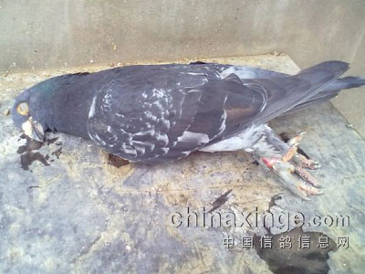 ج������������½������(ͼ)