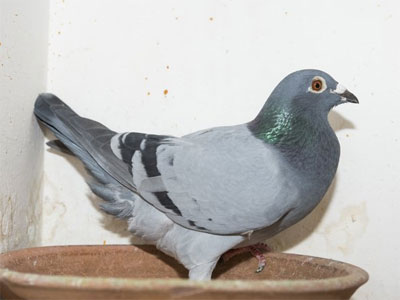 ����ʱ����³I������ھ����ٹ鳲(ͼ)