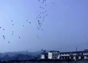 ȫ�Ǻø� �����֡�˵����ɱ(ͼ)