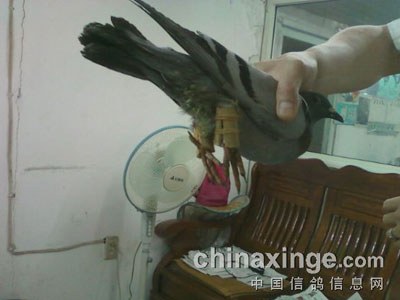 ���ȸ�ǧ������ǿ����(ͼ)