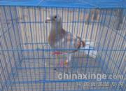 ��Աʰ�벻�� ��ά��ʮö�㻷(ͼ)