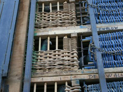 ����ʱ���¶����������������