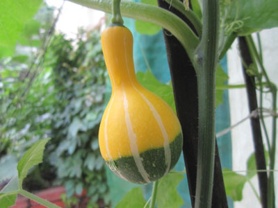 �����ֲ�Ϲ��߲�(ͼ)