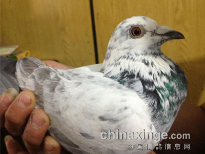 ���롰195���ؼ�· 