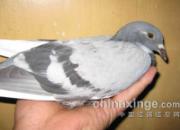 ʹ�ģ�����Ŀ��ײ�˸롰�Ƚ���(ͼ)