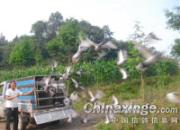 �������������������¹��߳�(ͼ)