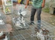 ɽ���������ָ���(ͼ)