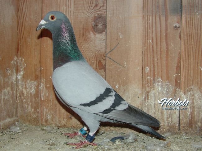 ����ʱ������������������˳���ŷ�