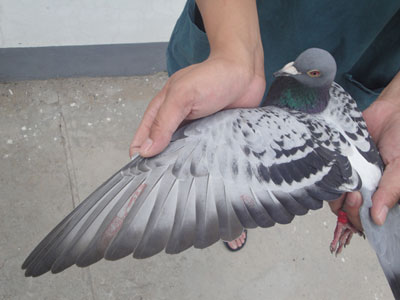 ս˸ᳬԶ̹ھ鳲(ͼ)