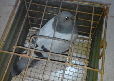 �ھ����ࣺ28���׸�Ư��һ��(ͼ)