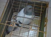 �ھ����ࣺ28���׸�Ư��һ��(ͼ)