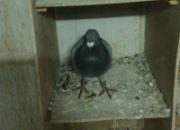 �״β�����Զ�� ���ػ�ھ�(ͼ)