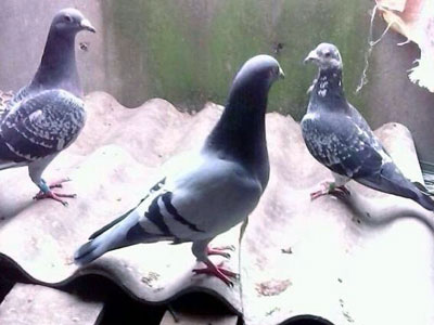 �ҵĳ�����ķ��������׸��С(ͼ)