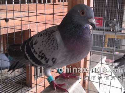 ճԶ̣ˮھղɭϵ(ͼ)