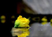 ��ʧ�ĸ� ���µĻ�