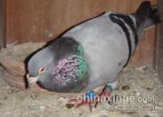 1500���������ٵ���ʿ(ͼ)