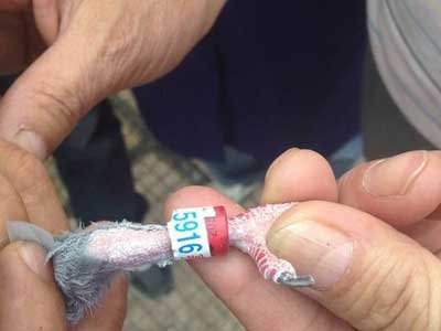 ������׼ٻ���������(ͼ)