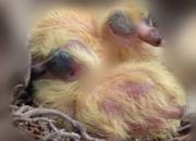 Ϥ����̨�ϵ�Ұ����(ͼ)