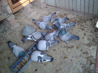 ѡ�ָ�鳲���ιʳ����