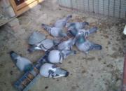 ѡ�ָ�鳲���ιʳ����