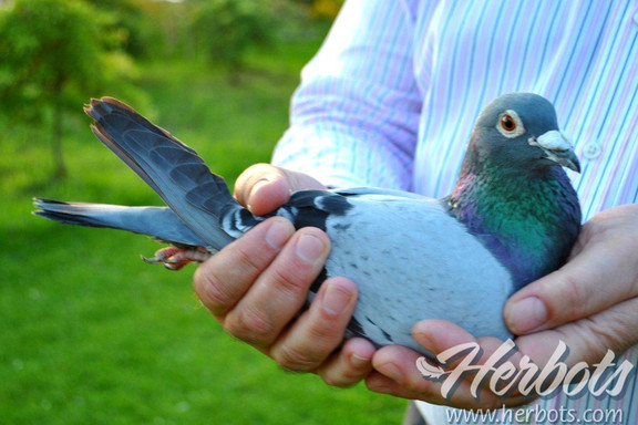 ŷ�޲����೤���������20065��ŷ�