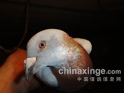 ��ʮ������ĳ�Զ����ʿ(ͼ)