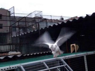 �˳���������ֵ���(��Ƶ)