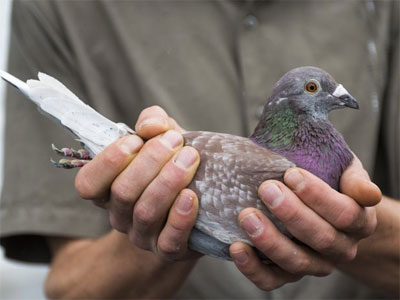 ŷ�޲����೤���������������ھ�������(ͼ)