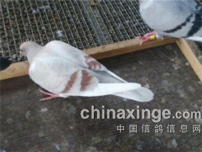 ���챳�ķŷɶ�ʧ8��(ͼ)