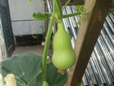 ����ġ���պ�«�ޡ�(ͼ)