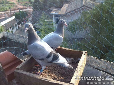 �ø���Ҫ ����Ҫ��(ͼ)
