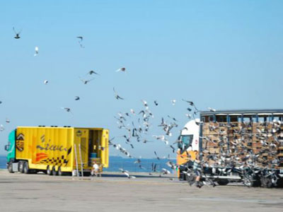 ��������ǧ����ս�������չ���ʮ����