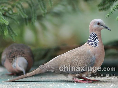 ����Ұ����������