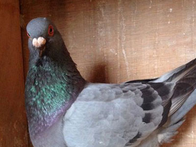 ���ճ�Զ���׸�ʮ�����(ͼ)