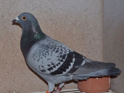 ����ʱ������II�������ھ���¯(ͼ)