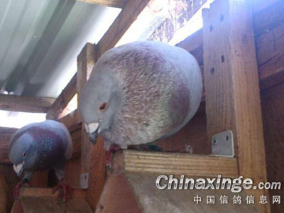 �ҵĸ��ӣ����ؼ���Ĺ����(ͼ)