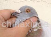 ��Զ�� ��˵���㲻���ף�