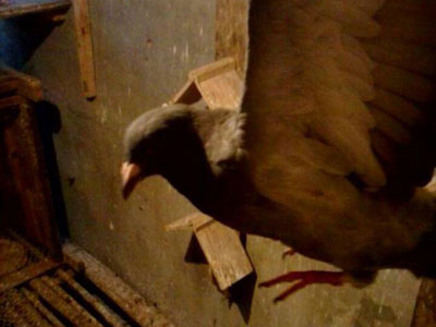 ��ֻ���ӡ�����Ƥ��(ͼ)