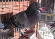 �ؼ���ᳬԶ�̣���25���9��(ͼ)