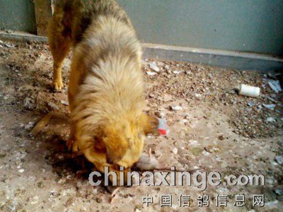 �ҺͰ�Ȯ����ץ����(ͼ)