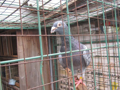 ɧ�����������(ͼ)