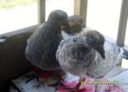 ���Ϲ۸�� ������͵���ɡ�(ͼ)