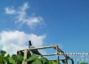 �����ڼҷɣ�һ�ظ�ë(ͼ)