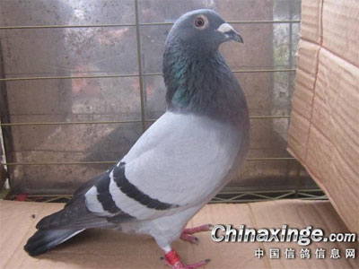 ��������12��ǧ�����Ǿ�������(ͼ)